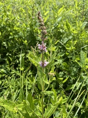 Stachys eplingii