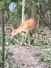 Odocoileus virginianus