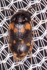 Mycetophagus serrulatus