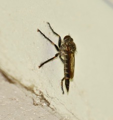 Machimus