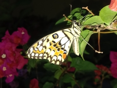 Papilio demoleus