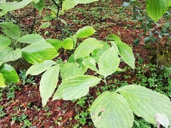 Cornus florida urbiniana
