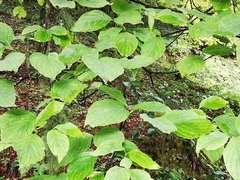 Cornus florida urbiniana