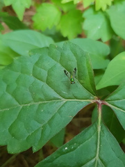 Condylostylus nebulosus