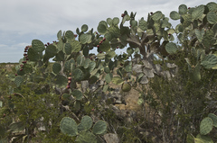 Opuntia cacanapa