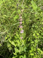 Stachys eplingii