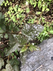 Podosphaera physocarpi