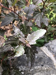 Podosphaera physocarpi