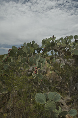 Opuntia cacanapa