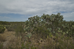 Opuntia cacanapa
