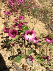 Diplacus constrictus