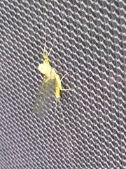 Stenacron interpunctatum interpunctatum