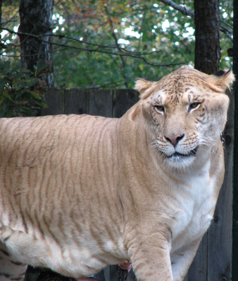 Liger