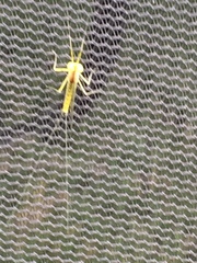 Stenacron interpunctatum interpunctatum