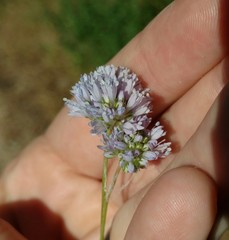 Gilia capitata
