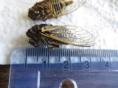 Okanagana fratercula
