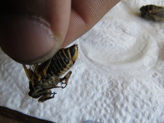 Okanagana fratercula