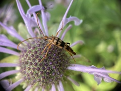 Strangalia luteicornis