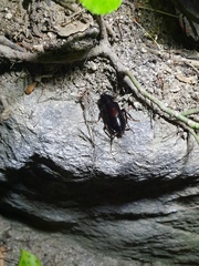 Periplaneta japonica