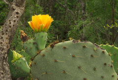 Opuntia cacanapa
