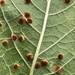 Hollyhock Rust - Photo (c) Susan J. Hewitt, some rights reserved (CC BY-NC), uploaded by Susan J. Hewitt