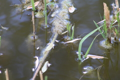 Limnoporus notabilis