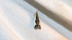 Dichomeris inserrata