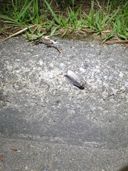 Macrobrochis staudingeri