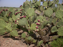 Opuntia cacanapa