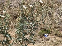 Argemone pleiacantha