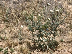 Argemone pleiacantha