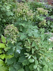 Thalictrum aquilegiifolium