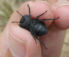 Microschatia inaequalis