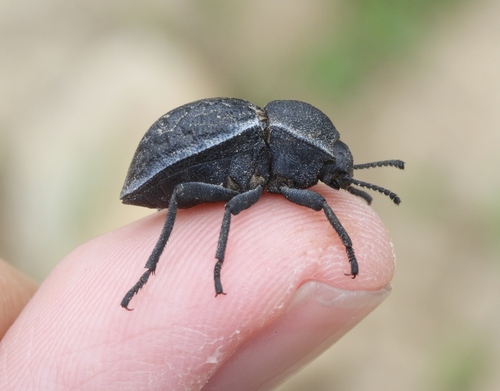 Microschatia inaequalis