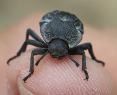 Microschatia inaequalis