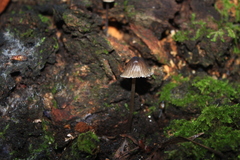 Mycena