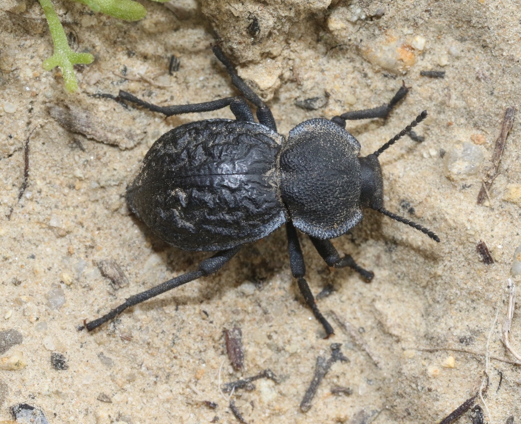 Microschatia inaequalis