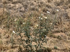 Argemone pleiacantha