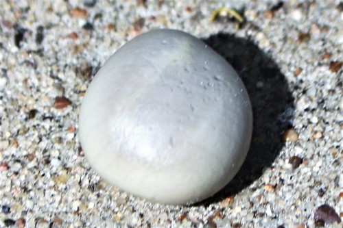 Guilandina bonduc