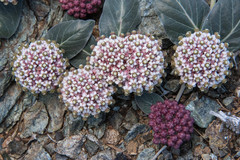 Asclepias solanoana