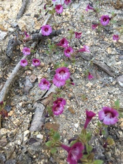 Diplacus constrictus