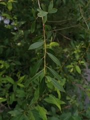 Salix