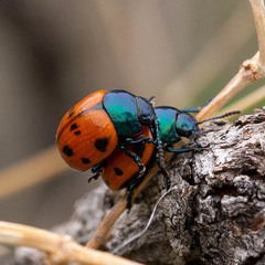 Labidomera clivicollis