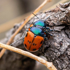 Labidomera clivicollis