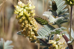 Astragalus pycnostachyus