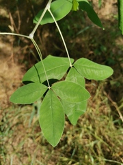 Laburnum anagyroides