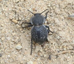 Microschatia inaequalis