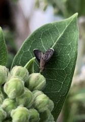 Eutreta noveboracensis