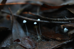 Mycena
