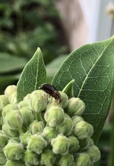 Eutreta noveboracensis